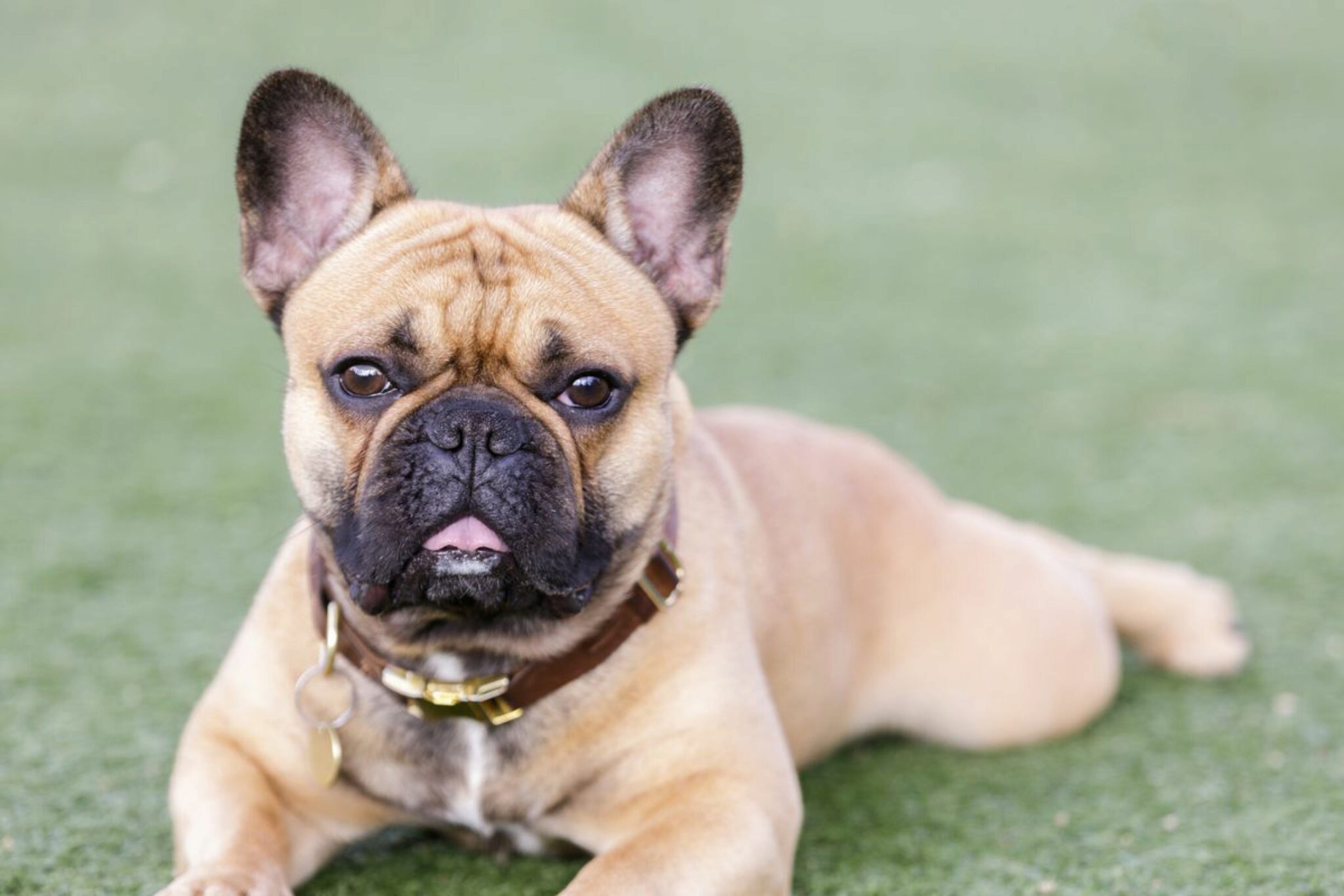 15 Colori Bulldog Francese Una Panoramica Completa Con Le Immagini