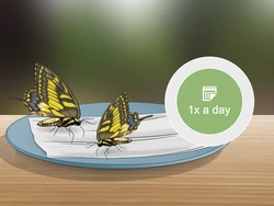 6 mangiatoia per farfalle fai da te