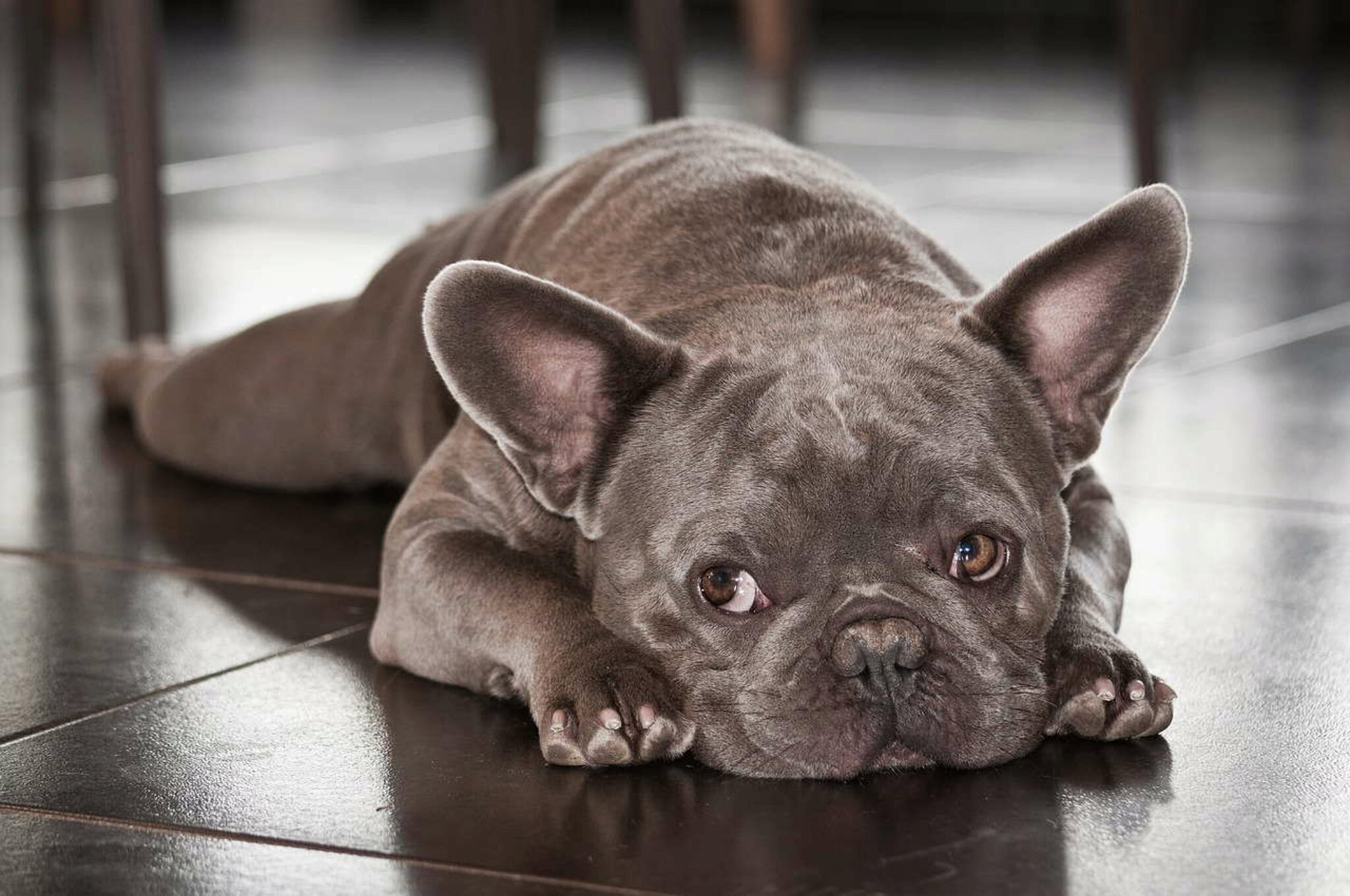 Informazioni Sulle Razze Di Cani Bulldog Francese. Foto Fatti E Personalita