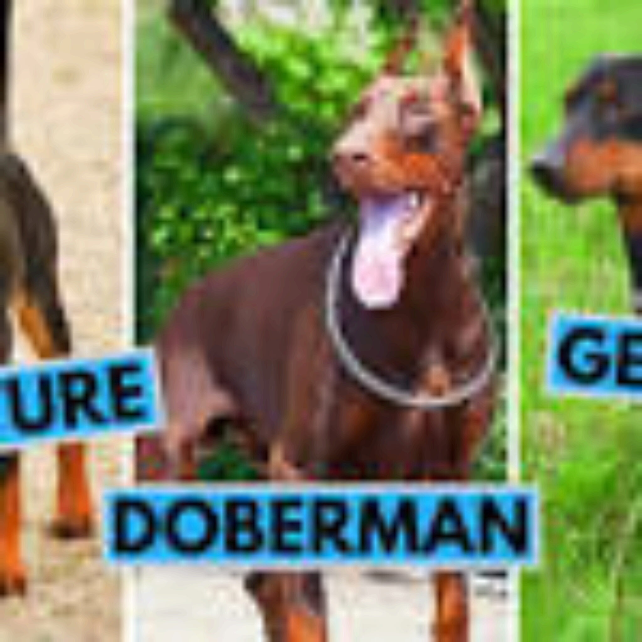Rotterman Rottweiler amp Doberman Mix Informazioni Immagini Cuccioli Tratti